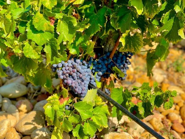 Wine Tour: on the Way to Chateauneuf Du Pape - What to Expect