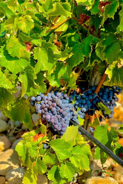 Wine Tour: on the Way to Chateauneuf Du Pape - Questions You May Have