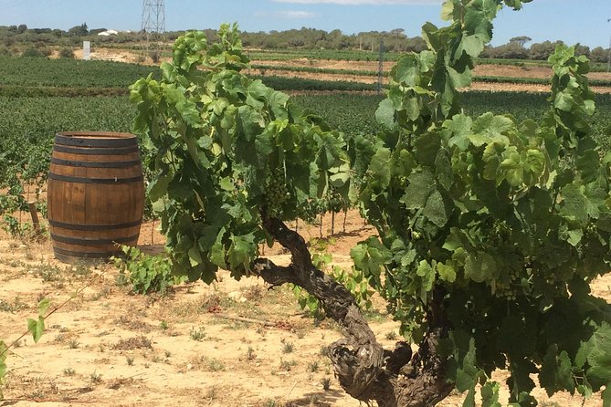 Wine Tour - Penedes Wine Region - (2 Wineries Included) - Common Questions