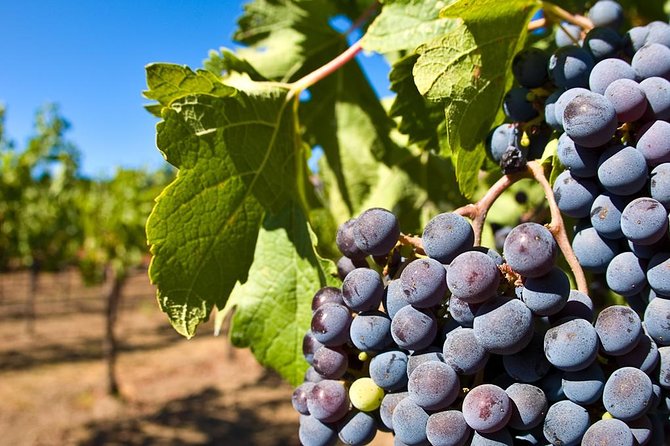 Wine Tour Pompeii - Wine Tasting Experience