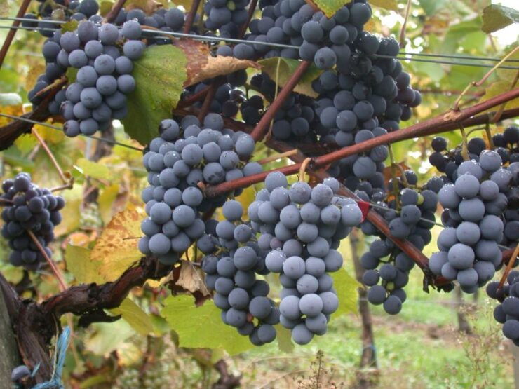 Wine Tour Sardinia - Tour Information