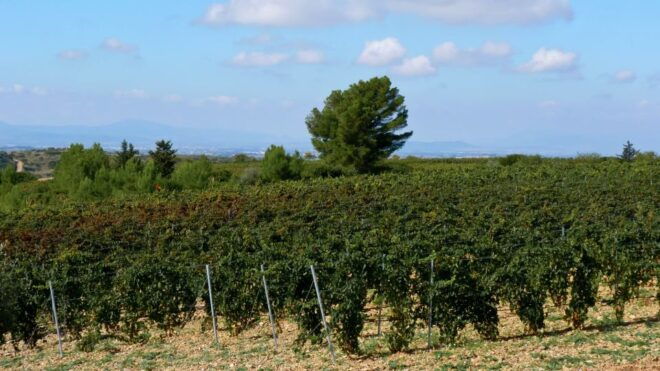Wine Tour Sardinia - Important Details