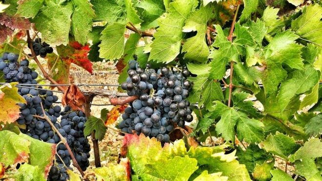 Wine Tour Sardinia - Booking and Directions