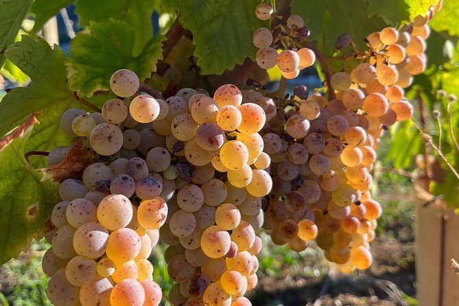 Wine Tour: Savoie Wines From Lyon - Tour Details
