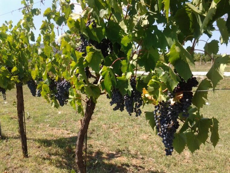 Wine Tour Spello in Tuk Tuk English +Spanish - Flexible Booking Options
