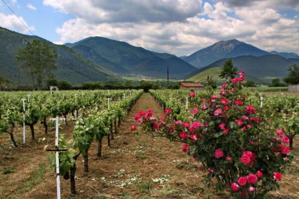 Wine Tour & Tasting in an Organic Winery in Arcadia, Greece - Wine Tasting