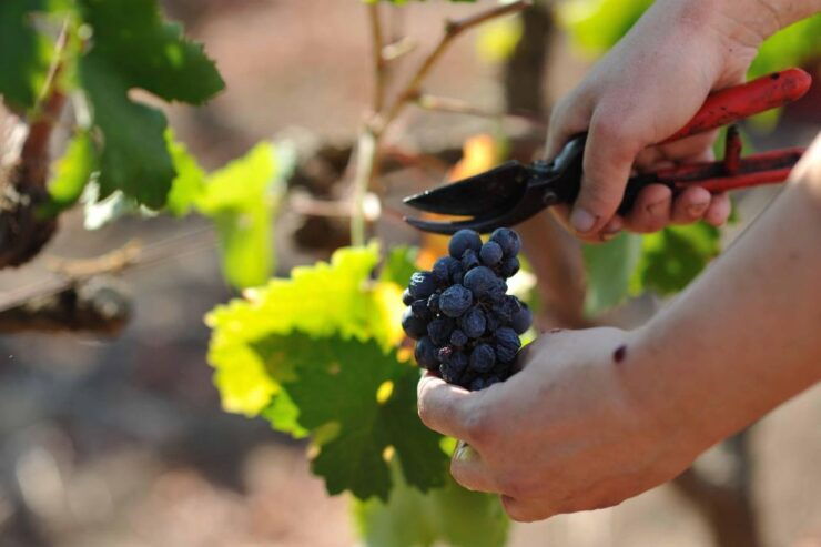 Wine Tour "The Pearls of Manduria" - Booking Details