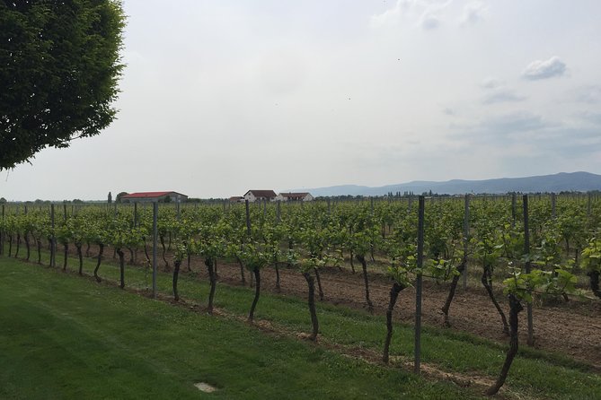 Wine Tour to the Pfalz "The Tuscany of Germany" to Taste Cracking Red Wines - Tour Highlights