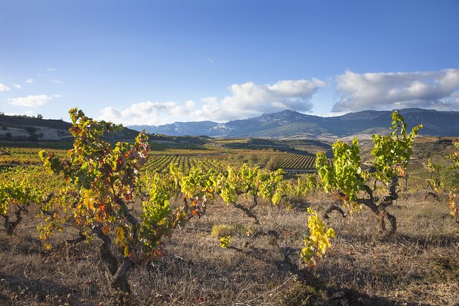 Wine Tour: Winery & Traditional Lunch From Logroño - Cancellation Policy
