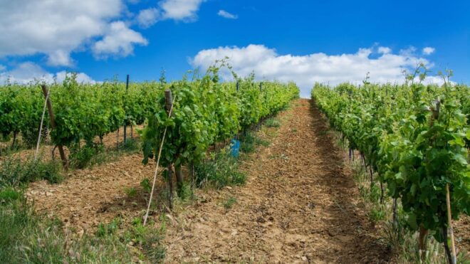 Wine Tourism Farm Visit + Torres Vedras City Visit - Inclusions