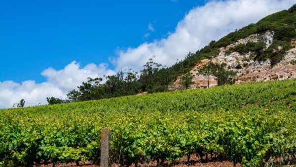Wine Tourism Farm Visit + Torres Vedras City Visit - Cancellation Policy