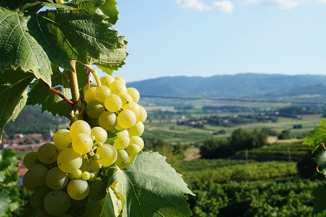 Wine Tourism Half Day Tour - Additional Information