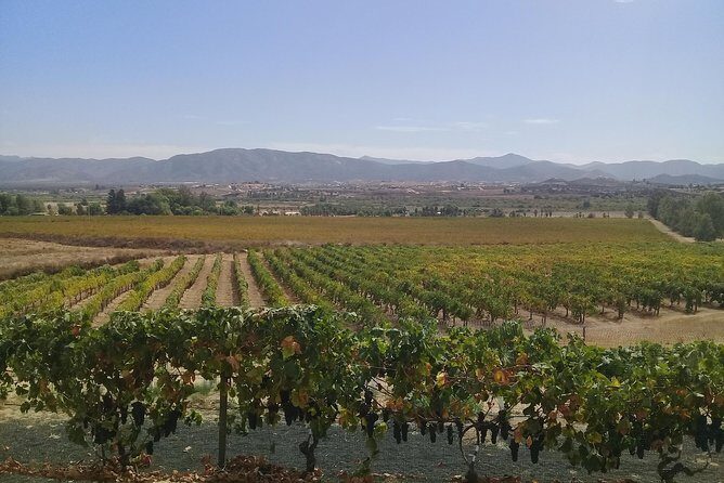 wine tours and driver service through valle de guadalupe, Ensenada B.C. Mexico - Good To Know