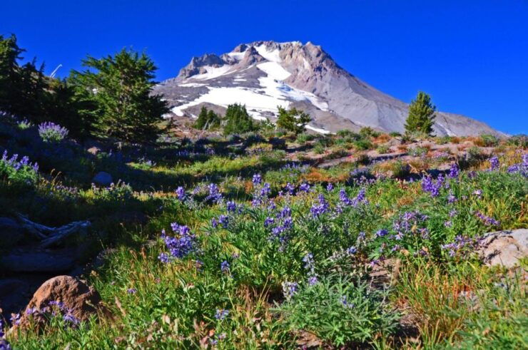 Wine, Waterfalls, and Timberline Tour: A Full Day of Wonder - Good To Know