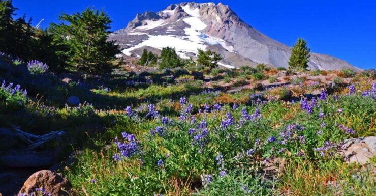 Wine, Waterfalls, and Timberline Tour: A Full Day of Wonder - Highlights of the Experience