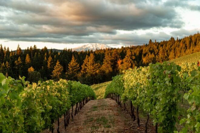 Wine, Waterfalls, and Timberline Tour: A Full Day of Wonder - Scenic Hood River Valley Wineries