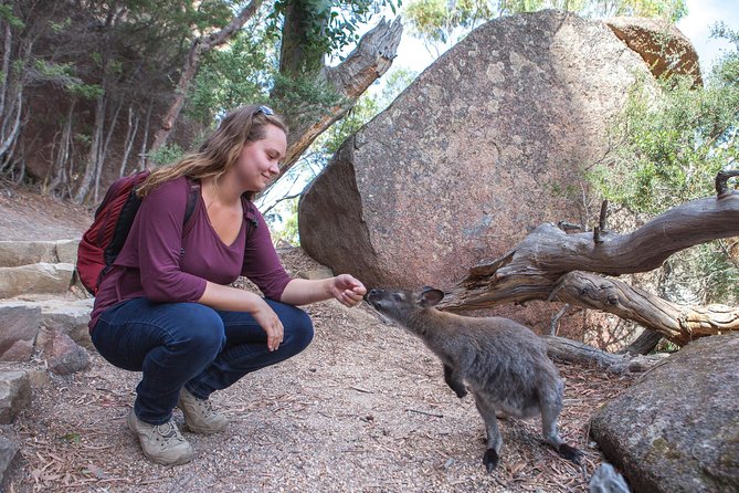 Wineglass Bay and Freycinet National Park Active Day Trip From Hobart - Positive Reviews