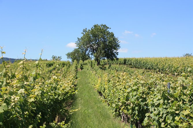 Winegrower Walk - Vineyard Tour