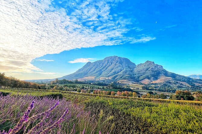 Wineland Without Wine Tasting - Discovering Scenic Vineyard Landscapes