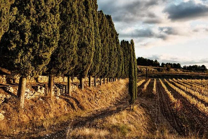 Wineries Art & Tapas Experience - Private Tour - Tour Highlights