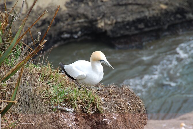 Wineries Honey and Black Sand Beaches From Auckland - Common Questions