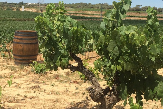 Wineries & Montserrat Private Tour (8 Hours) - Common Questions