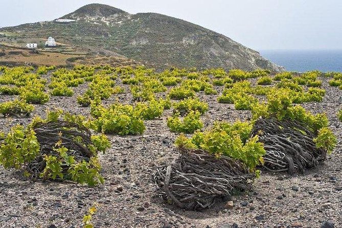 Winery - Oia Sunset Tour - Questions and Booking