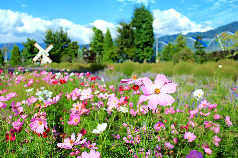 Winery & Oshino Hakkai Full-Day Tour with Fruit Picking - Who should book this day out