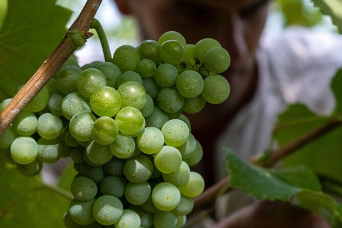 Winery Tour and Tasting - Tour Highlights