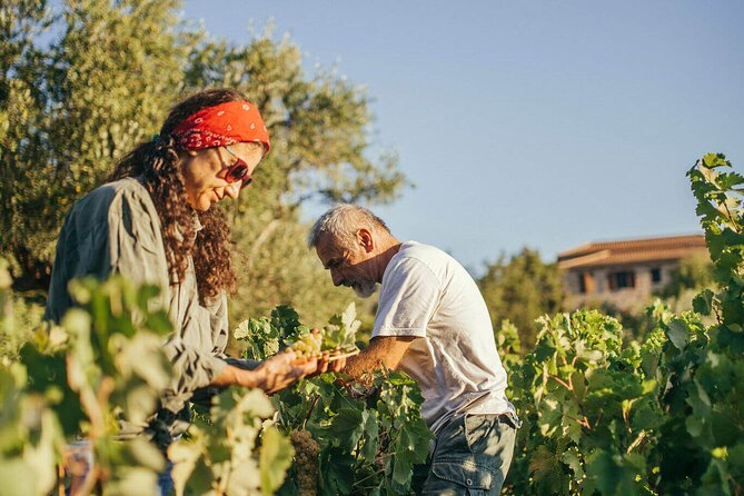 Winery Tour and Tasting in Zakynthos With the Winemaker - Visitor Experience