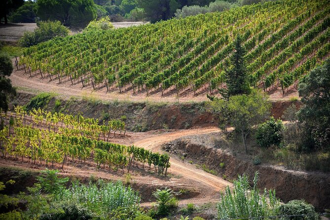 Winery Tour and Tasting With the Winemaker in Elba Island - Winemaker Connection