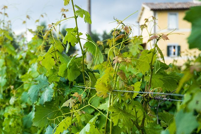 Winery Tour and Wine & Cheese Tasting - What to Expect: Confirmation, Accessibility, and Participation