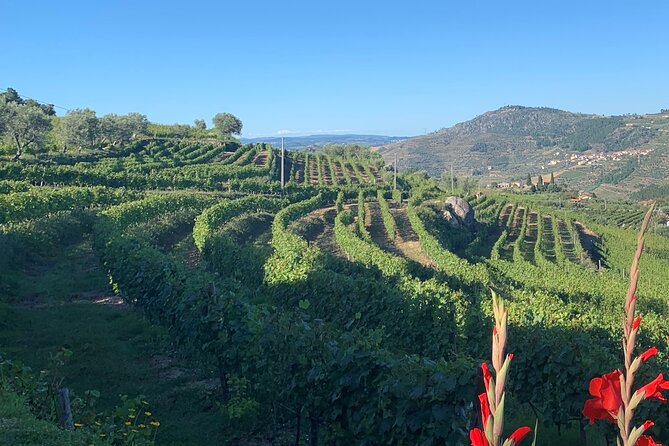 Winery Tour and Wine Tasting Quinta Da Portela De Baixo in Lamego - Winery Tour and Tasting Experience