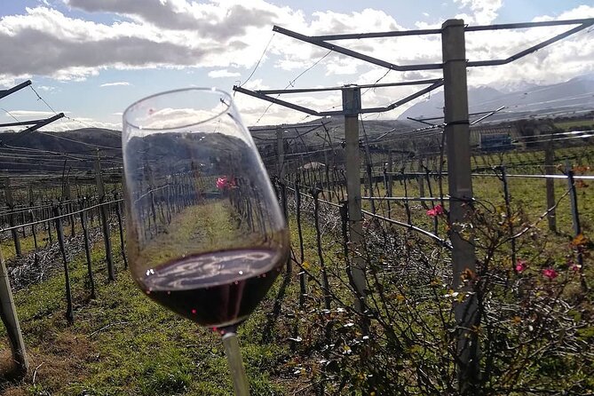 Winery Tour and Wine Tasting Witn Lunch or Dinner Near Chieti - Book Your Winery Tour Today
