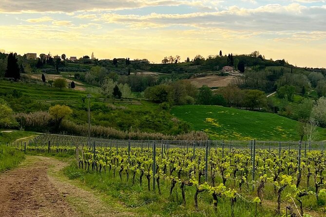 Winery Tour & Tasting in Pisa Countryside - Good To Know