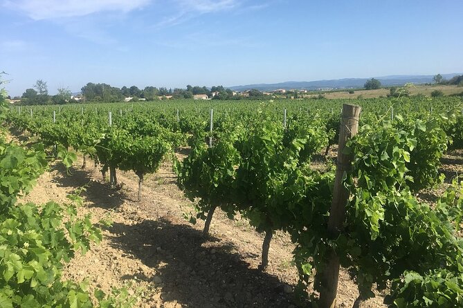 Winery Tour & Wine Tasting - Deli Plate & 3 Wines - Wine Tasting Experience