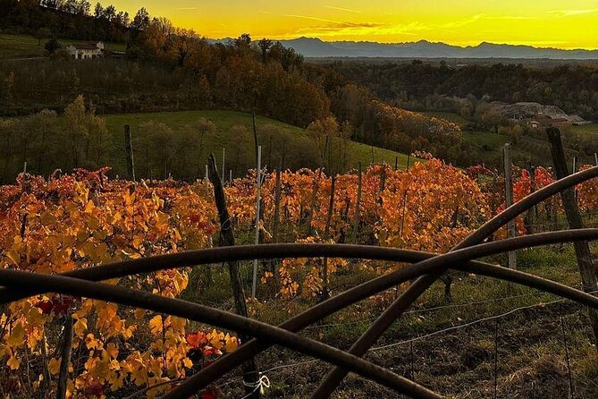 Winery Tour With Wine and Food Tasting in Langhe - Cancellation Policy