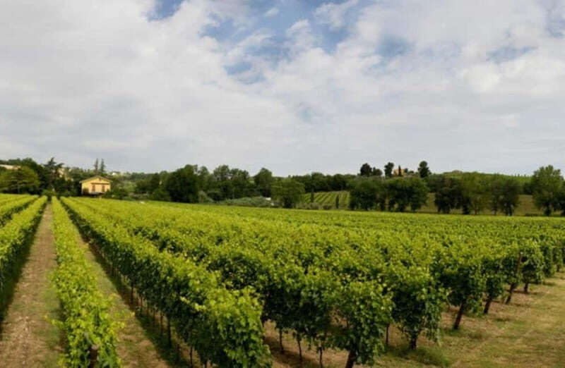 Winery Tour with Wine & Food Tasting near Riccione & Rimini - Good To Know