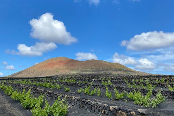Winery Visit and Tasting in Lanzarote - The Sum Up