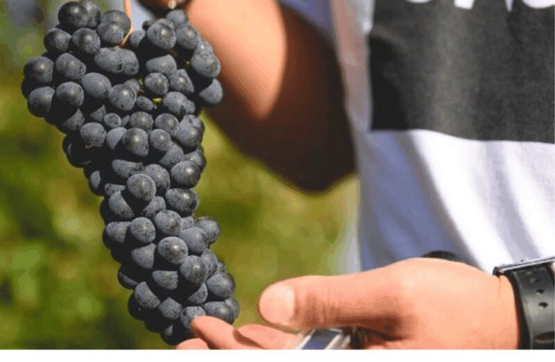 Winery Visit on Parma Hills & Wine Tasting with Food Platter - Exploring a Winery Visit on Parma Hills & Wine Tasting with Food Platter