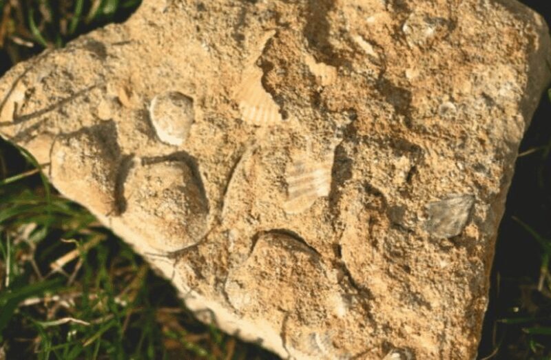 Winery Visit on Parma Hills & Wine Tasting with Food Platter - Practical Details: What to Expect and Tips