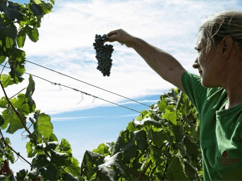 Winery Visit & Tasting near Grosseto with 6 wines - Good To Know