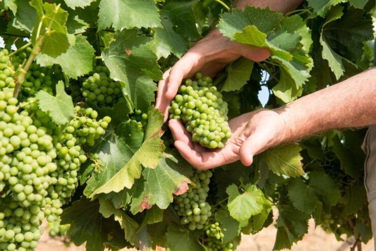 Wines and Whispers: a Barossa Valley Wine Tour From Adelaide - Booking Details