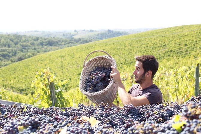 Wines, Cheeses & Bruschettas Tasting in Chianti (Tour at the Winery Included) - The Sum Up