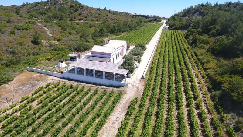 Wines of Rhodes: Traditional Wine Tasting in the vineyards - A Closer Look at the Wine Tasting Experience