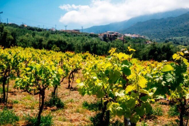Wines, Olives, and History: a Private Wine Tour From Chania - Itinerary
