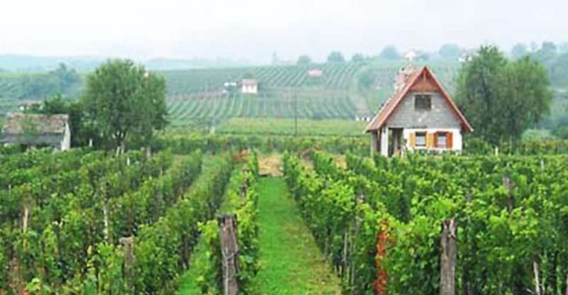 Winetaste in Villany, sightseeing in Pécs, private tour - Good To Know