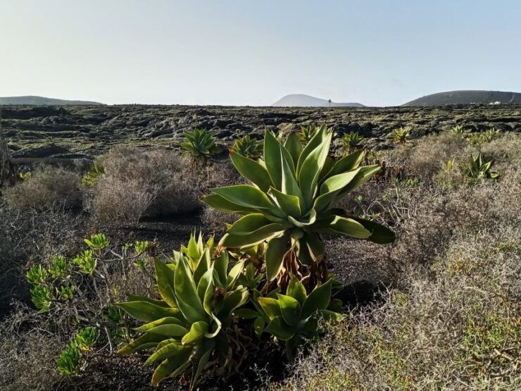 Winetourism in Lanzarote: the First Vineyards in Masdache - Vineyard Tour Experience Overview