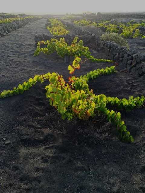 Winetourism in Lanzarote: the First Vineyards in Masdache - Customer Reviews and Testimonials