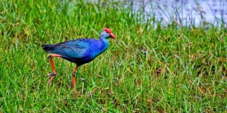 Wingedwonder Ofmuthurajawela Wetland:Birdwatching Expedition - Flora and Fauna of Muthurajawela